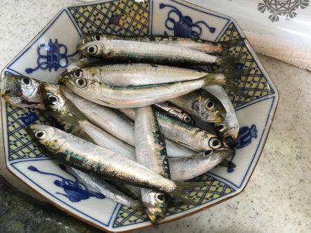 太刀魚フィーバー収まる